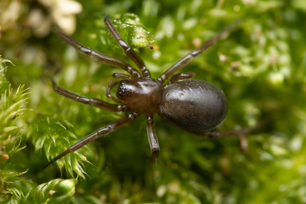Centromerita_bicolor-1.jpg