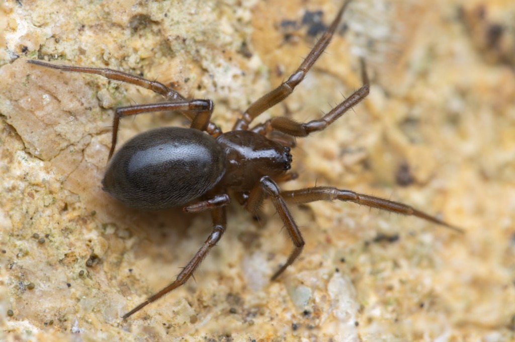 Centromerita_bicolor-1a.jpg