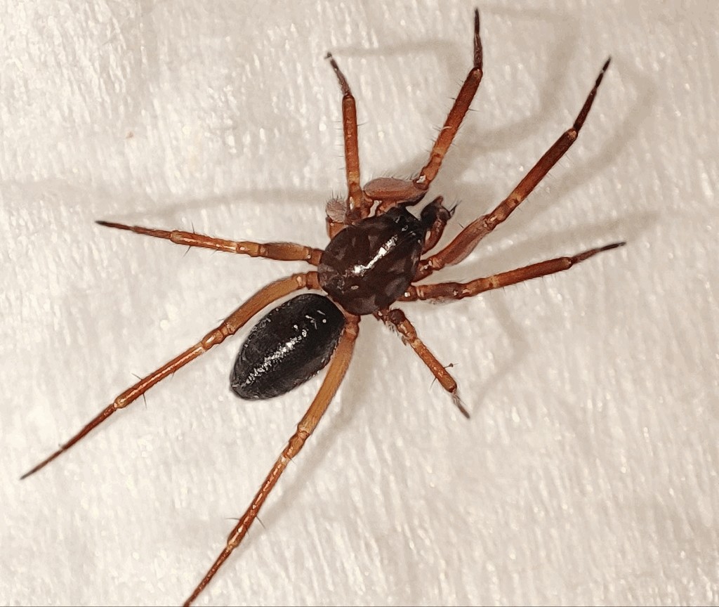 Centromerita_bicolor-2.jpg