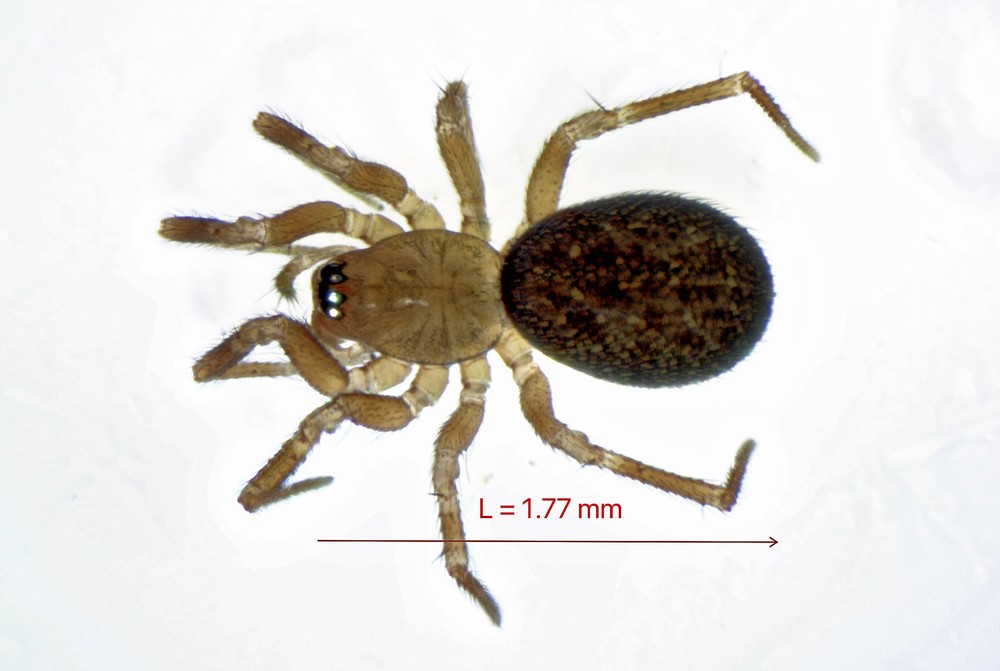 Centromerus_brevipalpus-1a.jpg
