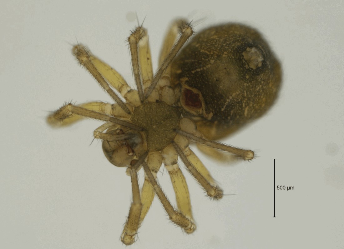 Centromerus_brevipalpus-2.jpg