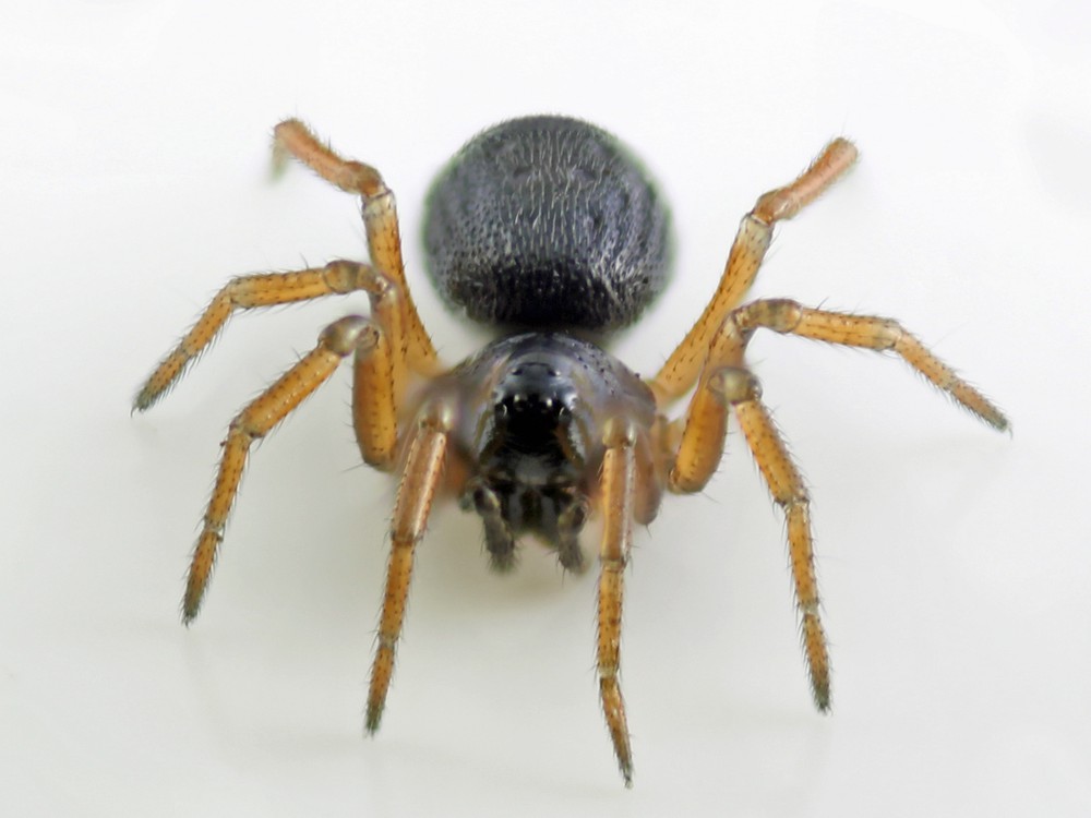 Ceratinella_brevipes-2.jpg