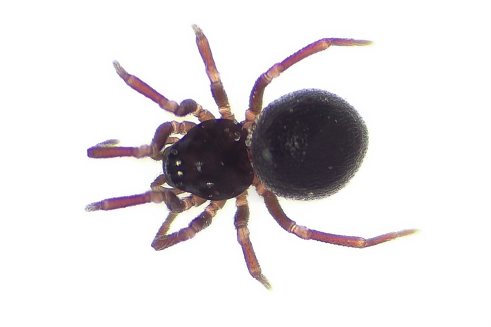 Ceratinella_brevis-3.jpg
