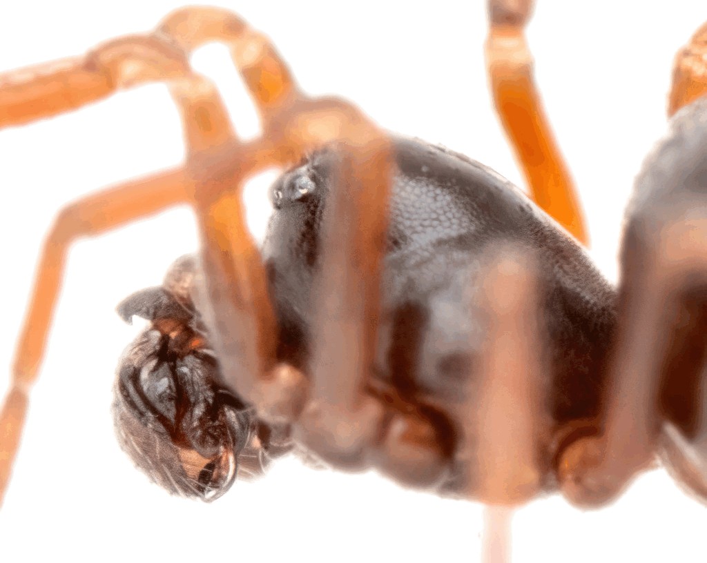 Ceratinella_brevis-4.jpg