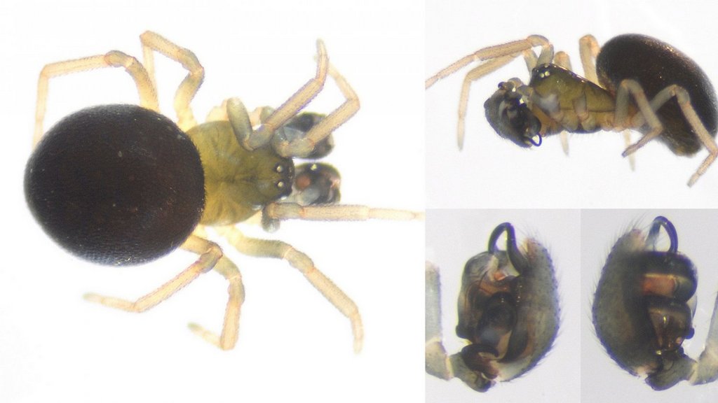 Ceratinella_scabrosa-2.jpg