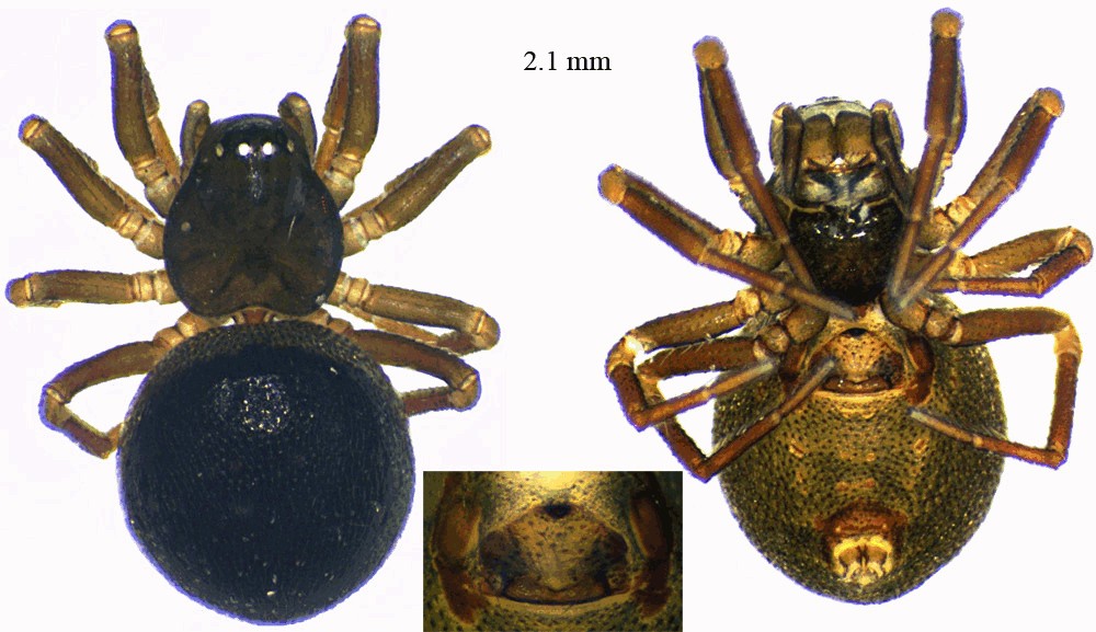 Ceratinella_scabrosa-3.jpg