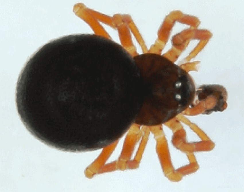Ceratinella_wideri-1.jpg