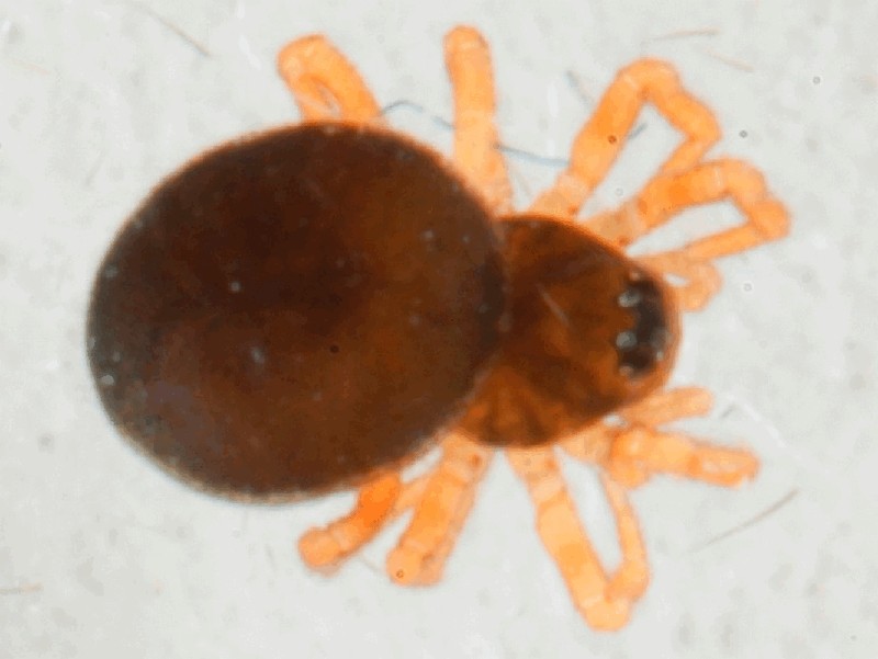 Ceratinella_wideri-2.jpg