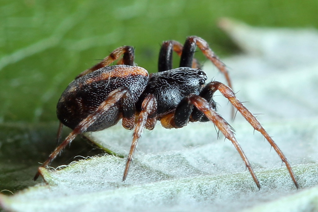 Cercidia_prominens-3.jpg