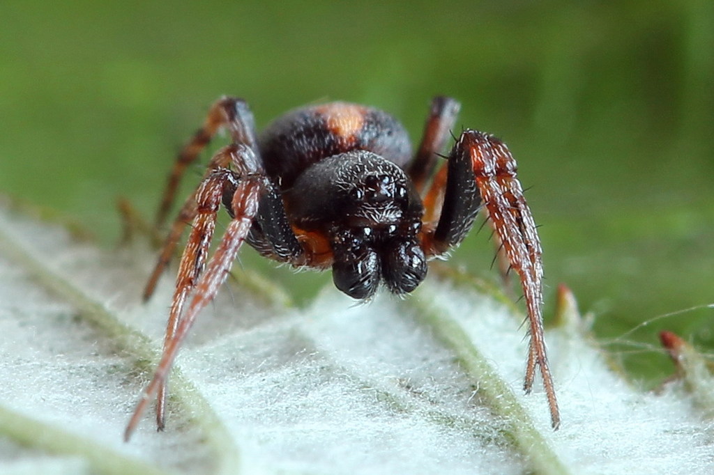 Cercidia_prominens-3a.jpg