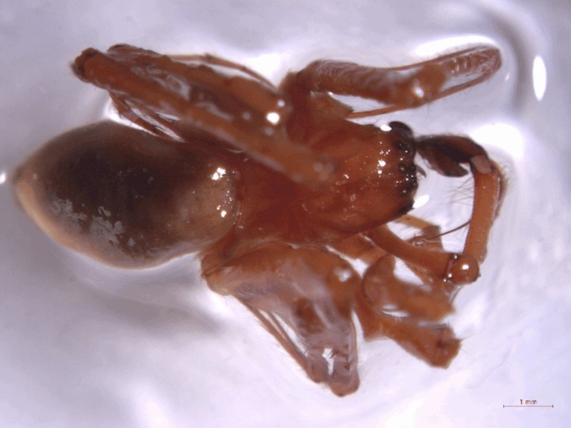 Cheiracanthium_effossum-1.jpg