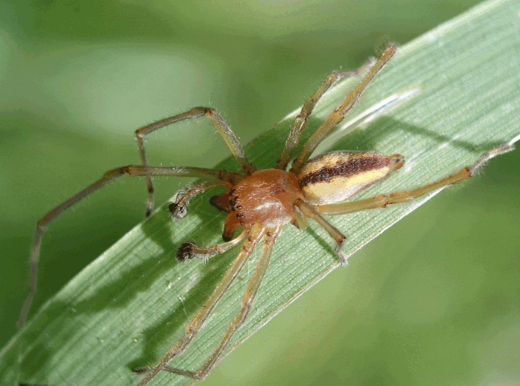 Cheiracanthium_erraticum-1.jpg