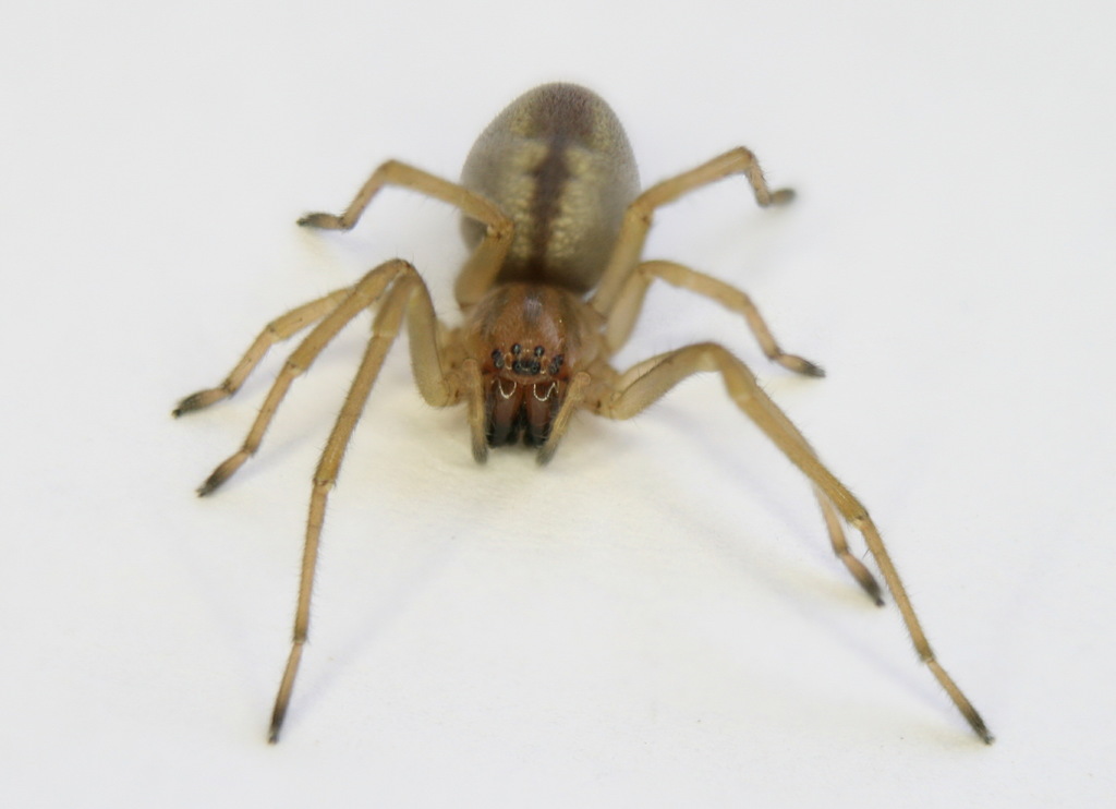 Cheiracanthium_erraticum-2.jpg
