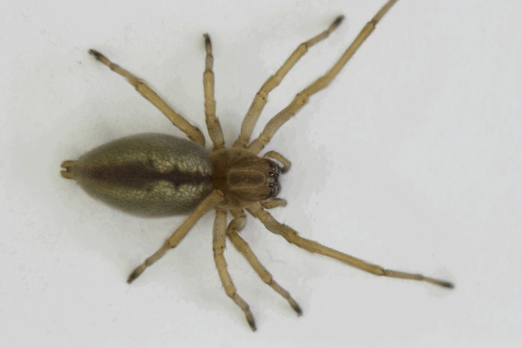 Cheiracanthium_erraticum-2a.jpg