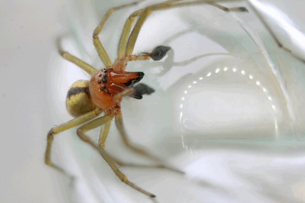 Cheiracanthium_erraticum-3a.jpg