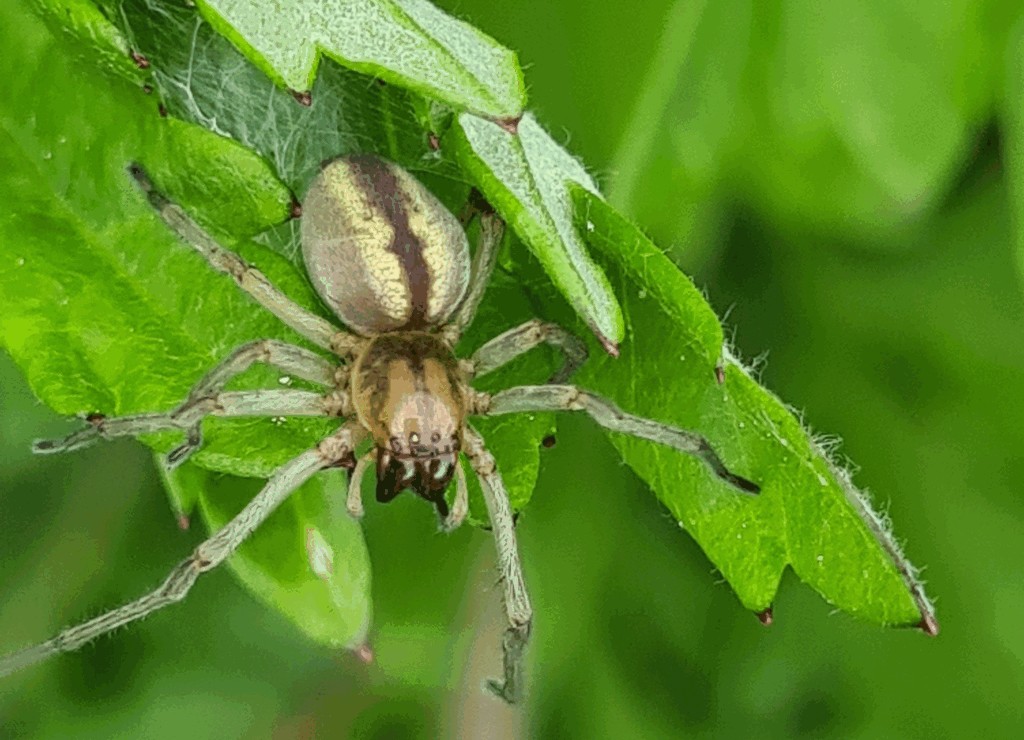 Cheiracanthium_erraticum-4.jpg