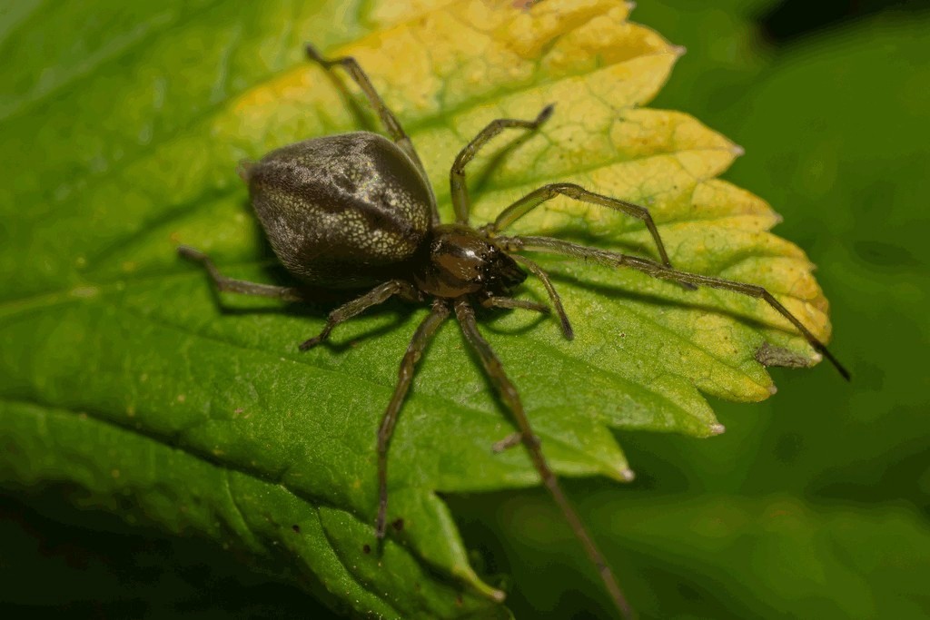 Cheiracanthium_erraticum-5.jpg