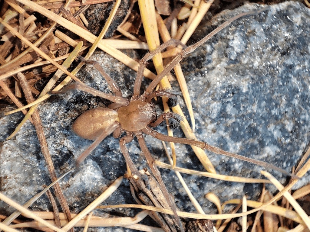 Cheiracanthium_oncognathum-1.jpg