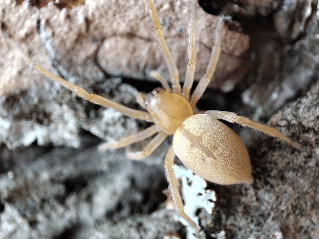 Cheiracanthium_oncognathum-2.jpg