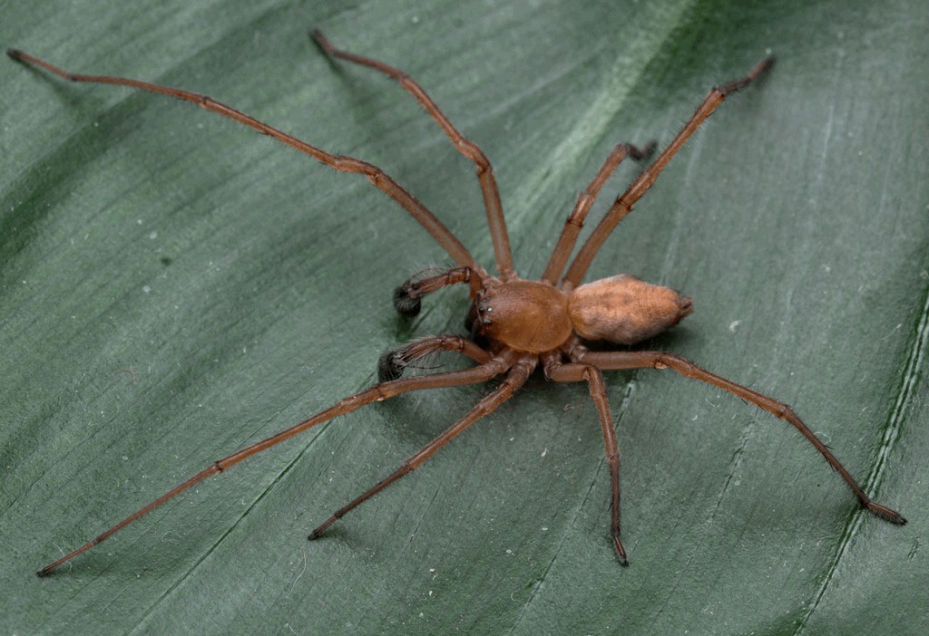 Cheiracanthium_oncognathum-4.jpg
