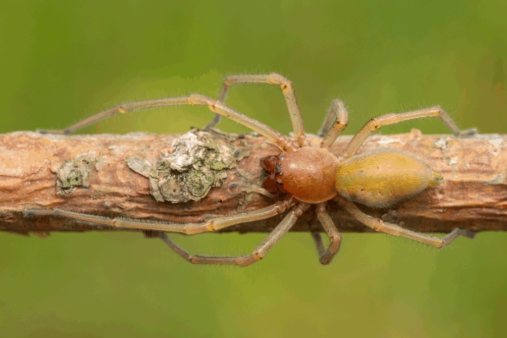 Cheiracanthium_punctorium-1.jpg