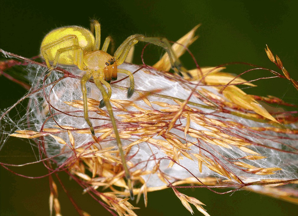 Cheiracanthium_punctorium-3.jpg