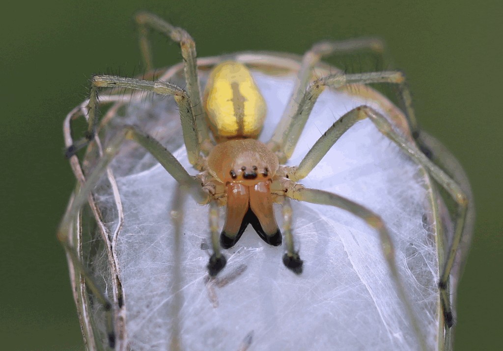 Cheiracanthium_punctorium-5.jpg