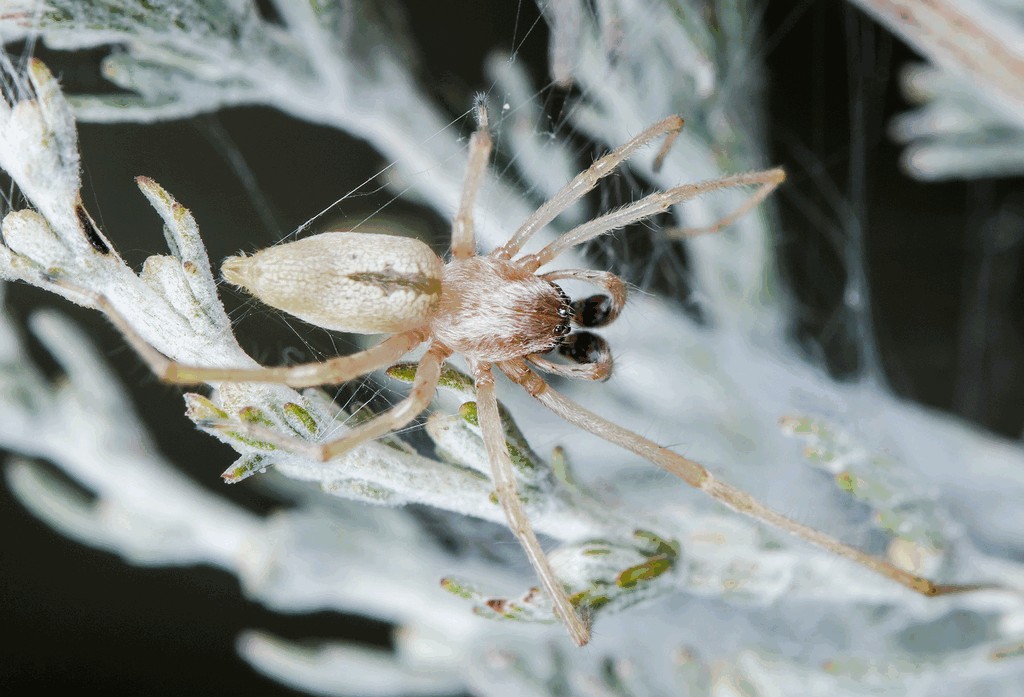 Cheiracanthium_virescens-0.jpg