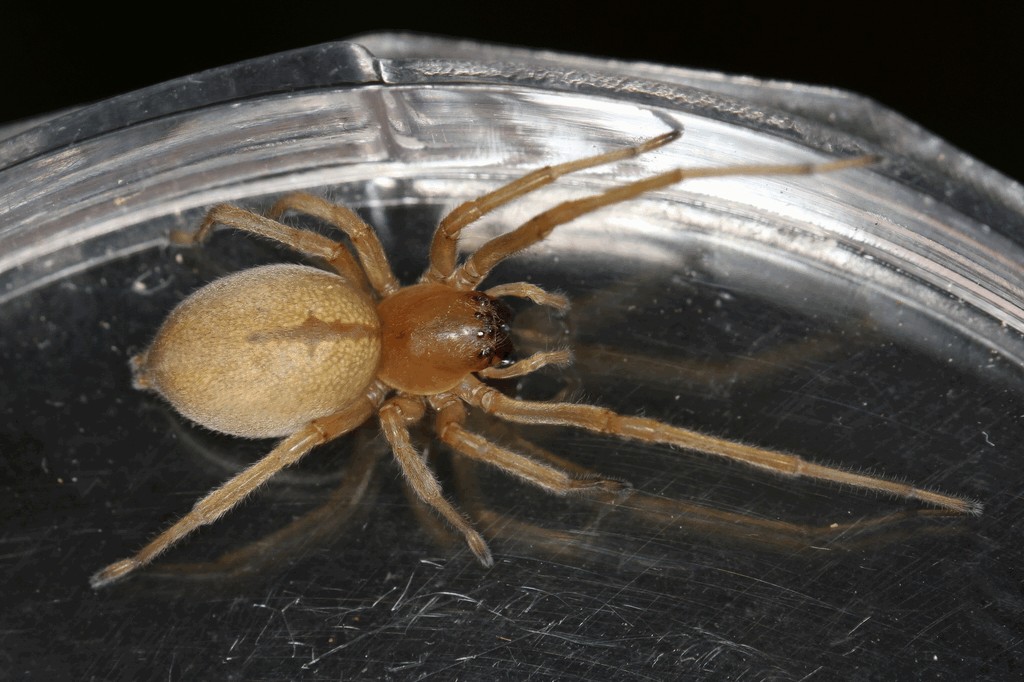 Cheiracanthium_virescens-1.jpg
