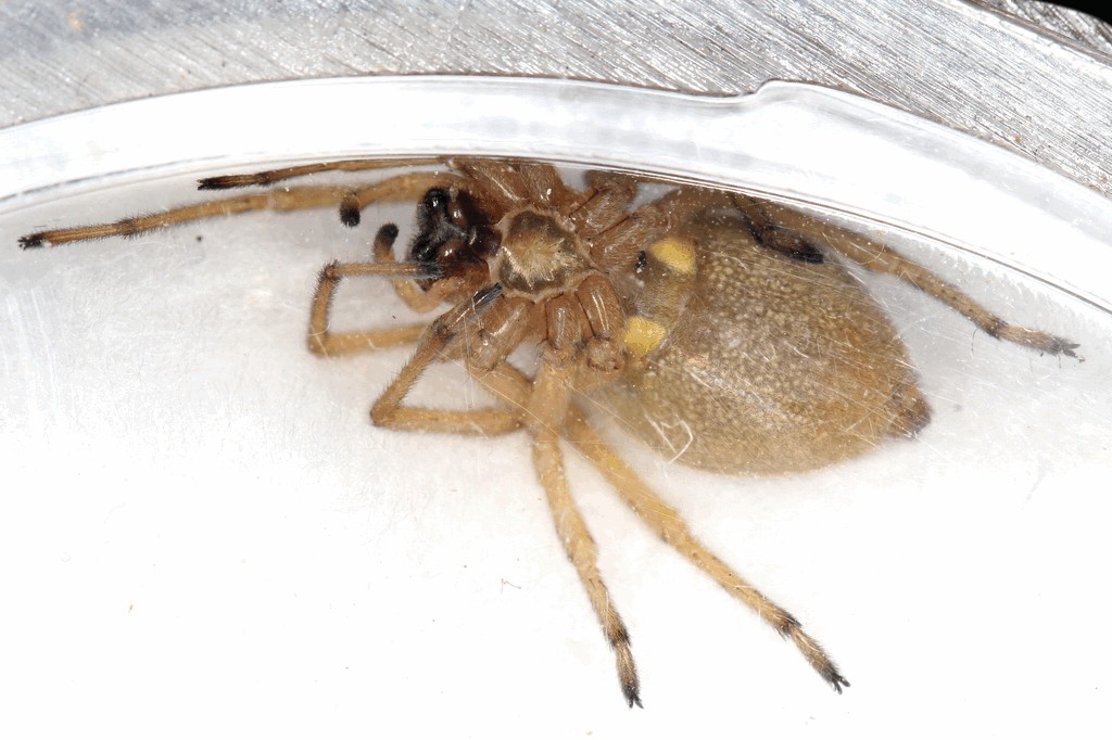Cheiracanthium_virescens-1a.jpg