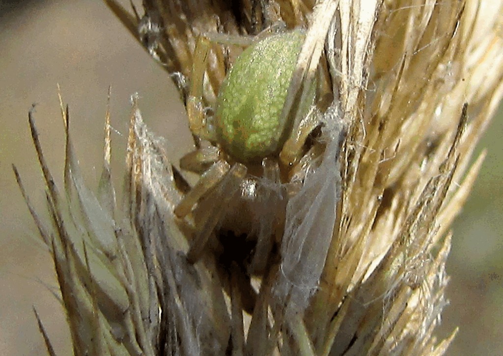 Cheiracanthium_virescens-2.jpg