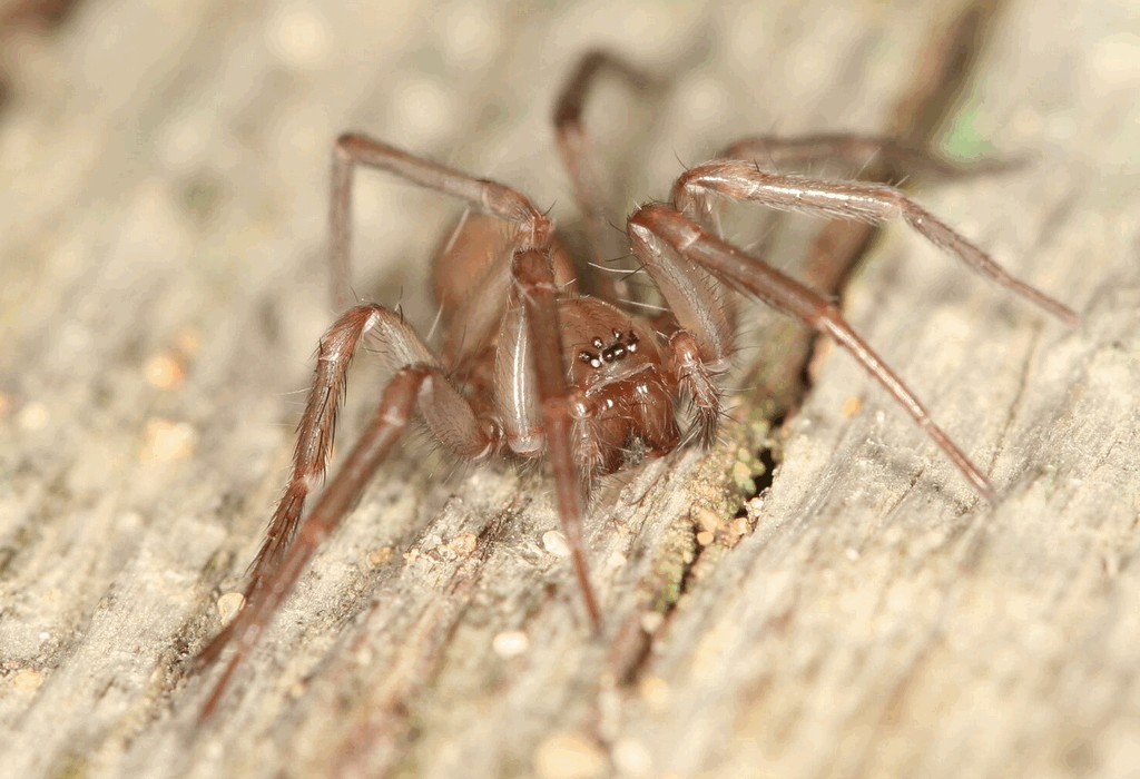Cicurina_cicur-1a.jpg