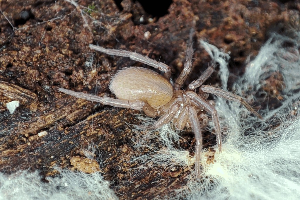 Cicurina_cicur-2.jpg