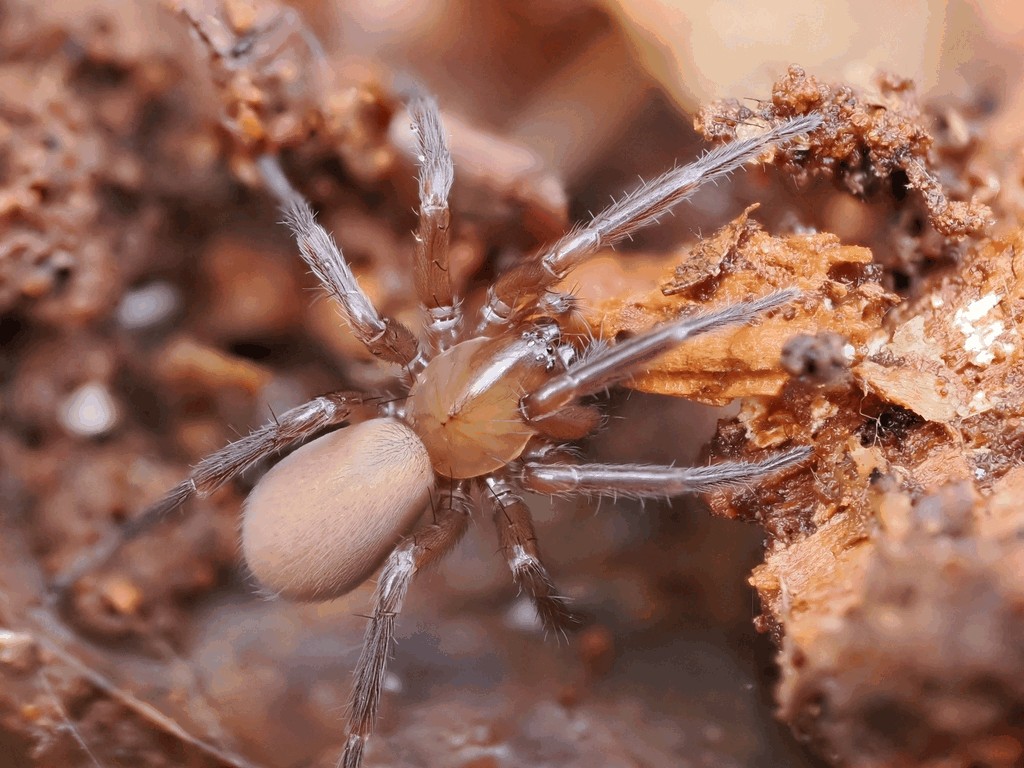 Cicurina_cicur-3.jpg