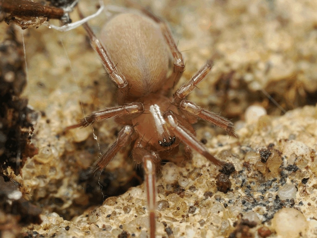 Cicurina_cicur-4.jpg