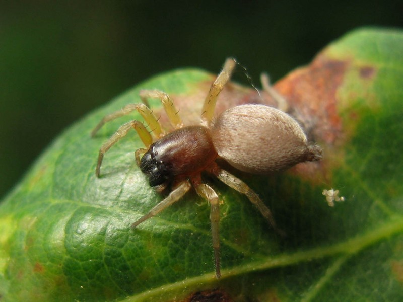 Clubiona_brevipes-1.jpg