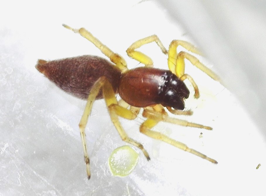 Clubiona_brevipes-3.jpg