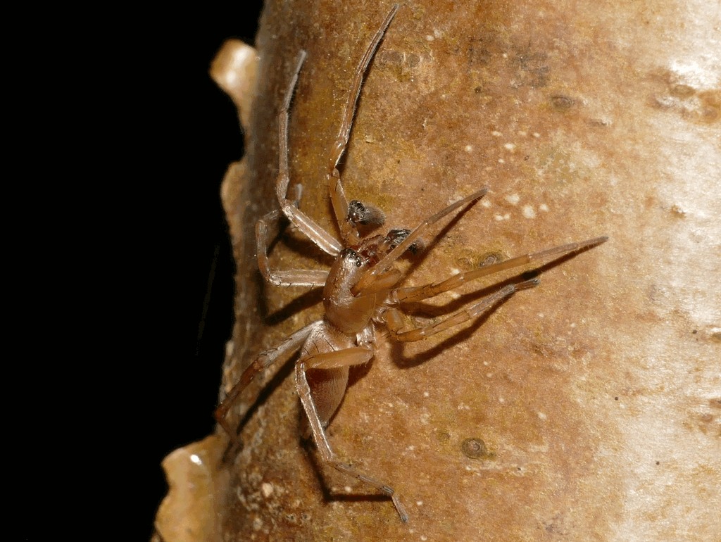 Clubiona_caerulescens-1.jpg