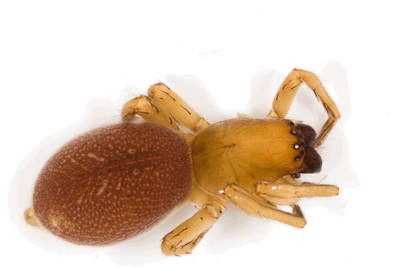 Clubiona_caerulescens-2.jpg