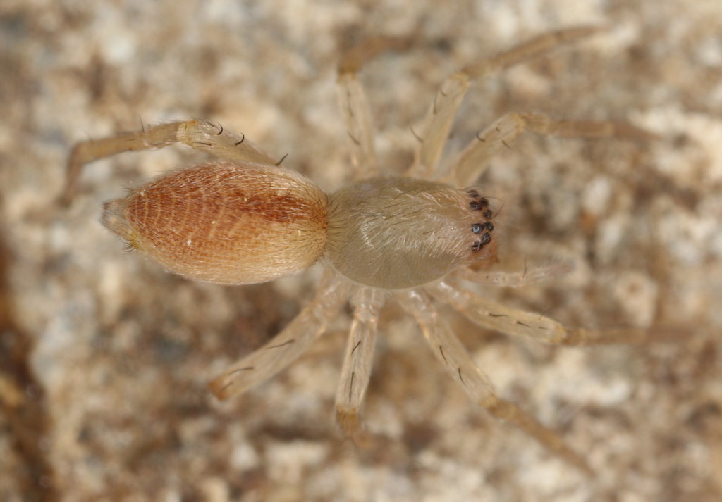 Clubiona_diversa-1.jpg