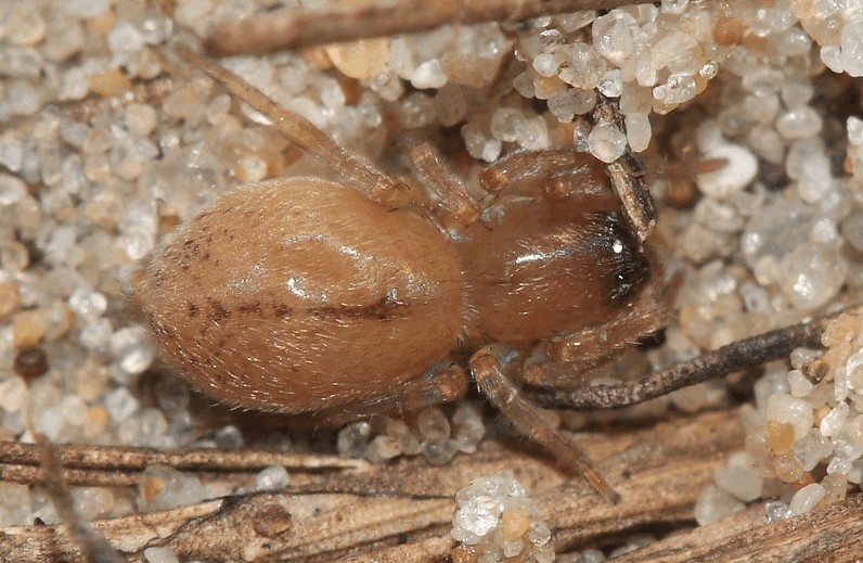 Clubiona_diversa-2.jpg