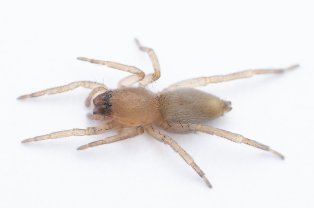 Clubiona_diversa-3a.jpg