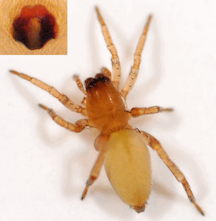 Clubiona_diversa-4.jpg
