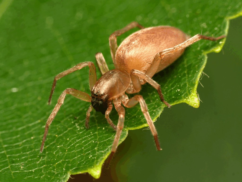 Clubiona_frutetorum-1.jpg
