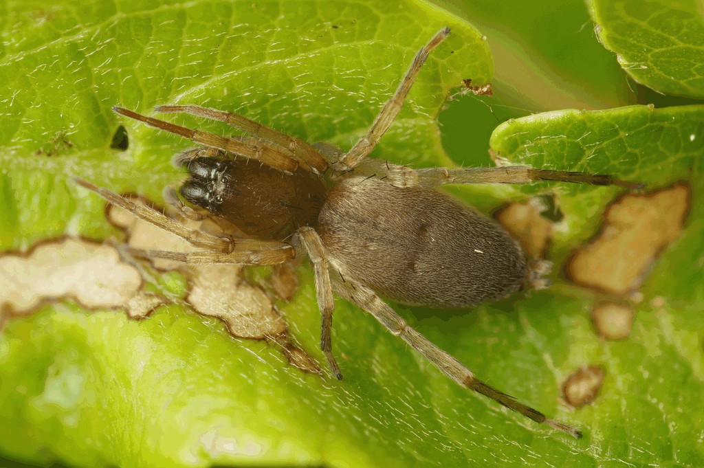 Clubiona_frutetorum-2.jpg