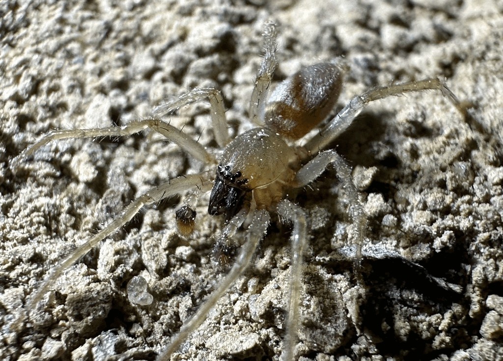Clubiona_germanica-1.jpg