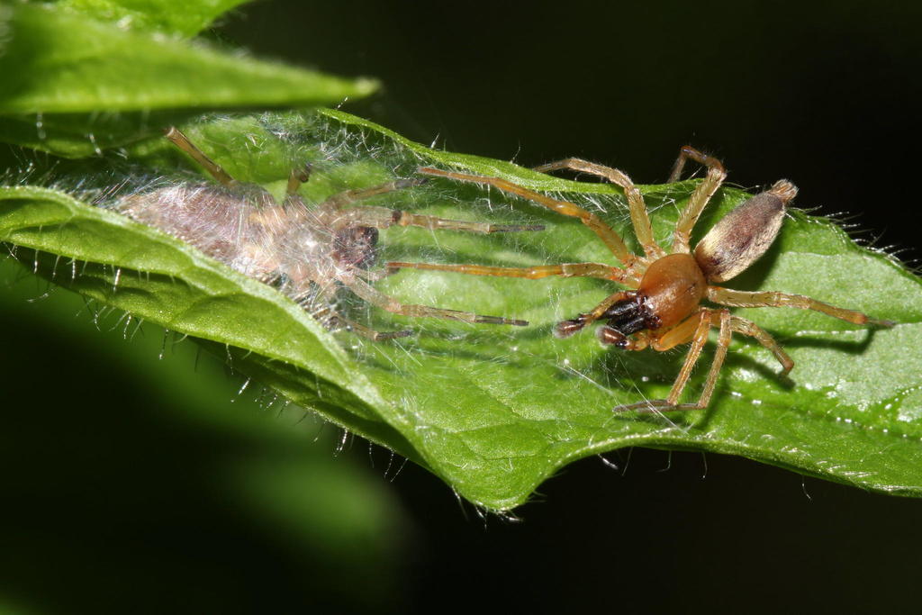 Clubiona_lutescens-1-1.jpg