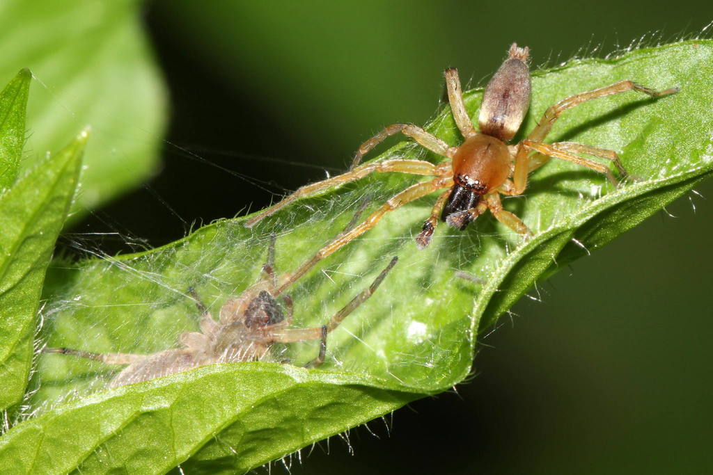 Clubiona_lutescens-1a.jpg