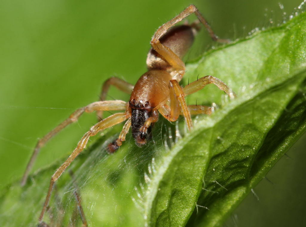Clubiona_lutescens-1b.jpg