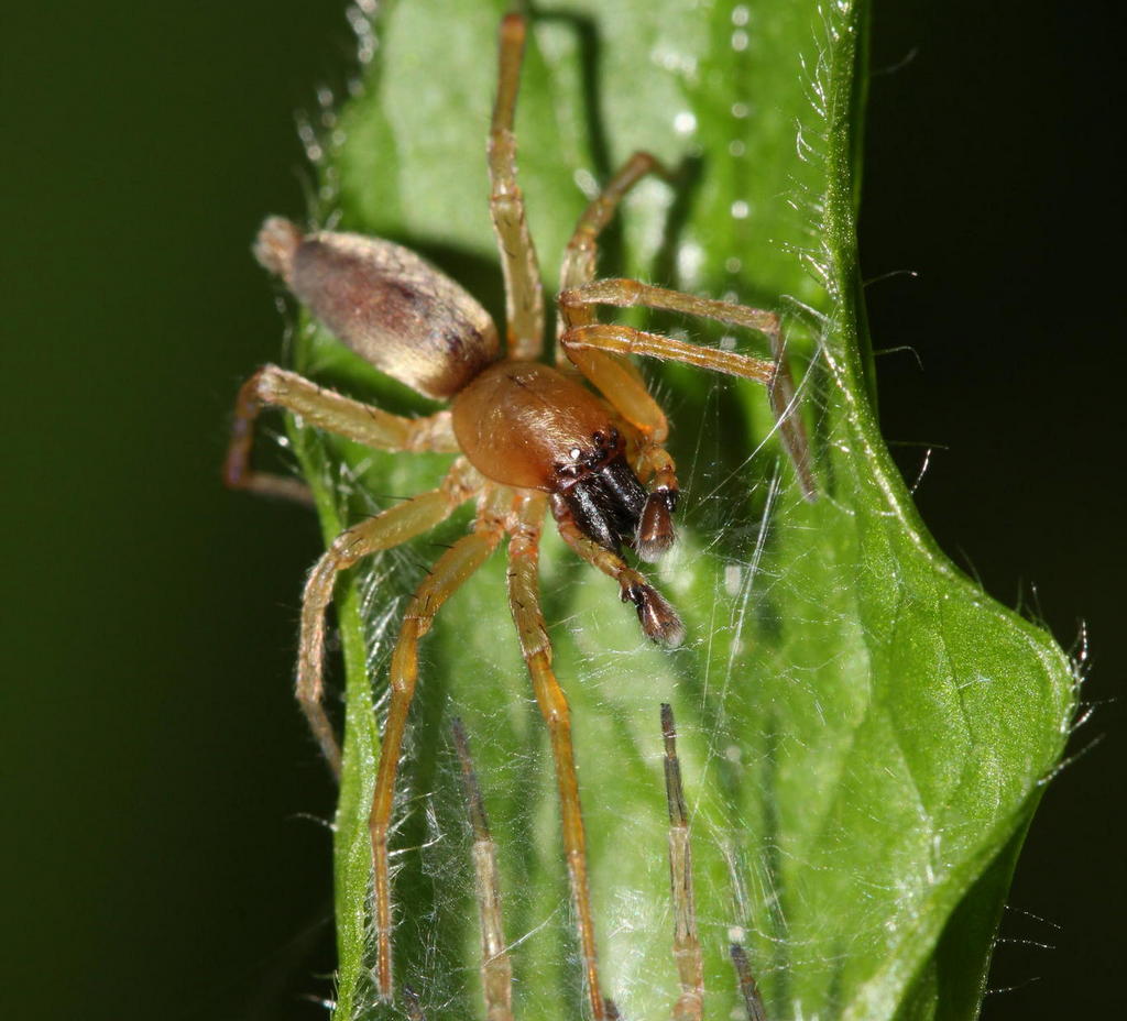 Clubiona_lutescens-1c.jpg